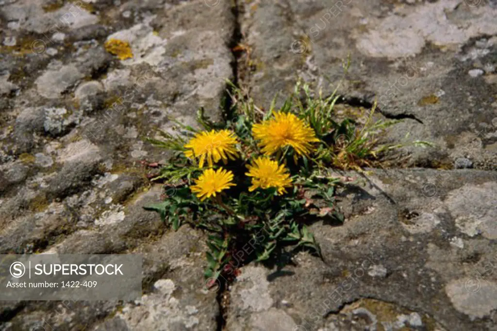 A flowering plant growing between the cracks in a rock