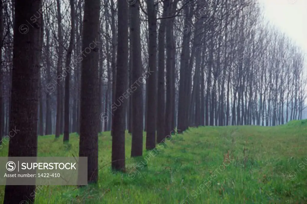 A row of trees on a grassy field