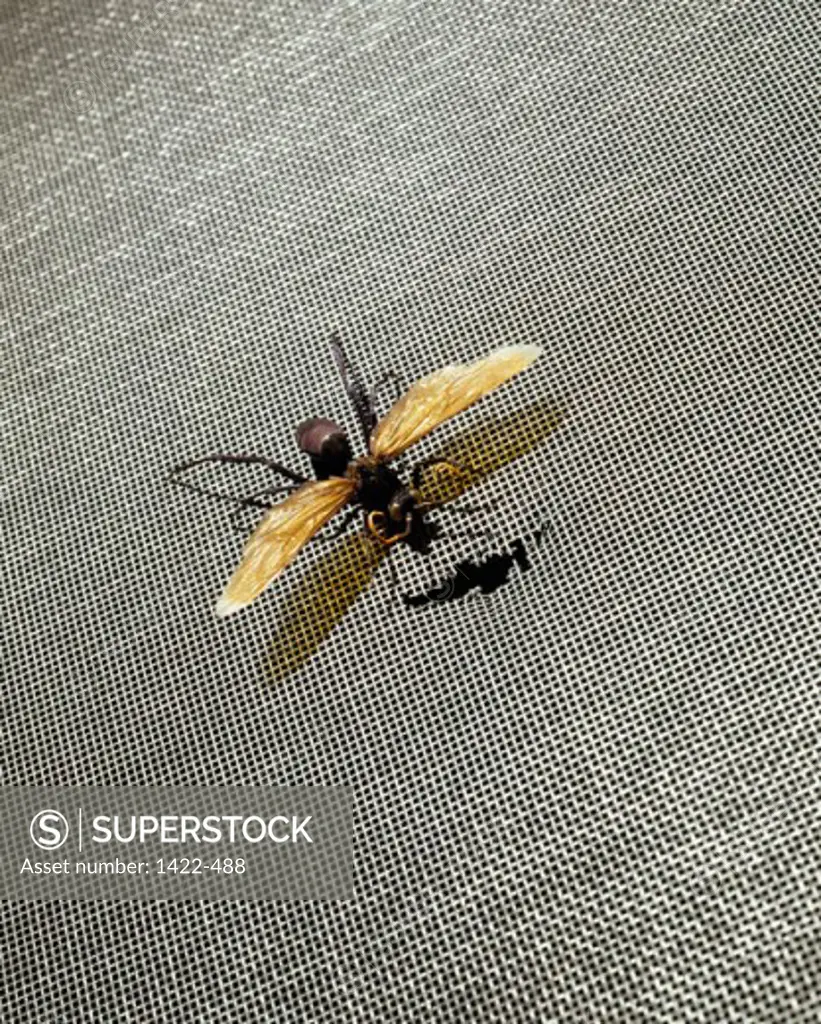 High angle view of a wasp
