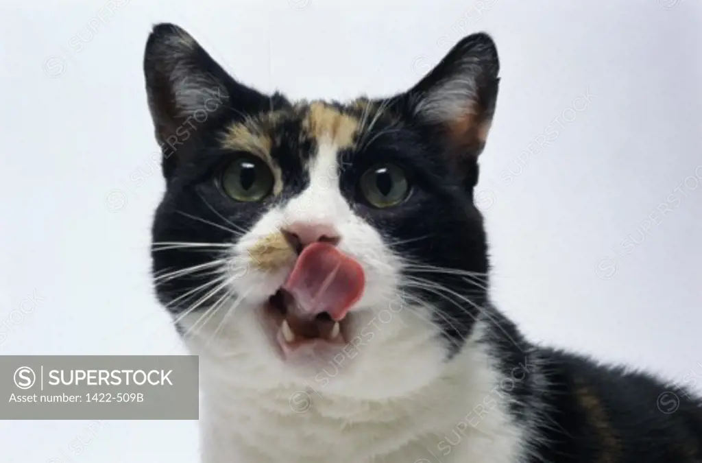 Close-up of a cat licking its lips