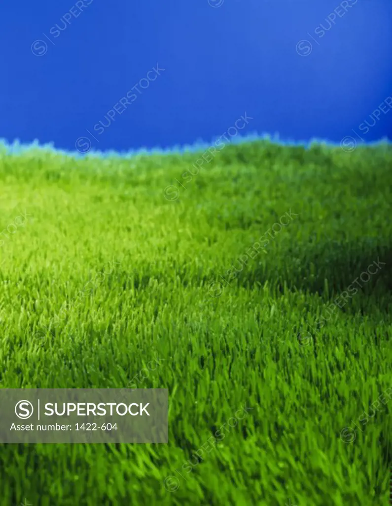 Panoramic view of a mowed lawn