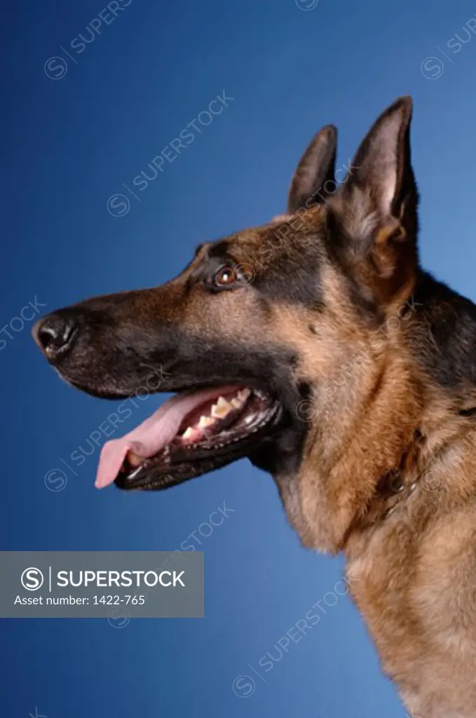 Side profile of a German Shepherd