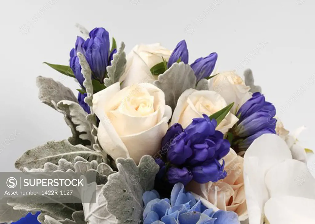 Large bouquet of flowers (cream roses, blue hydrangea, white phalaenopsis and purple buds)