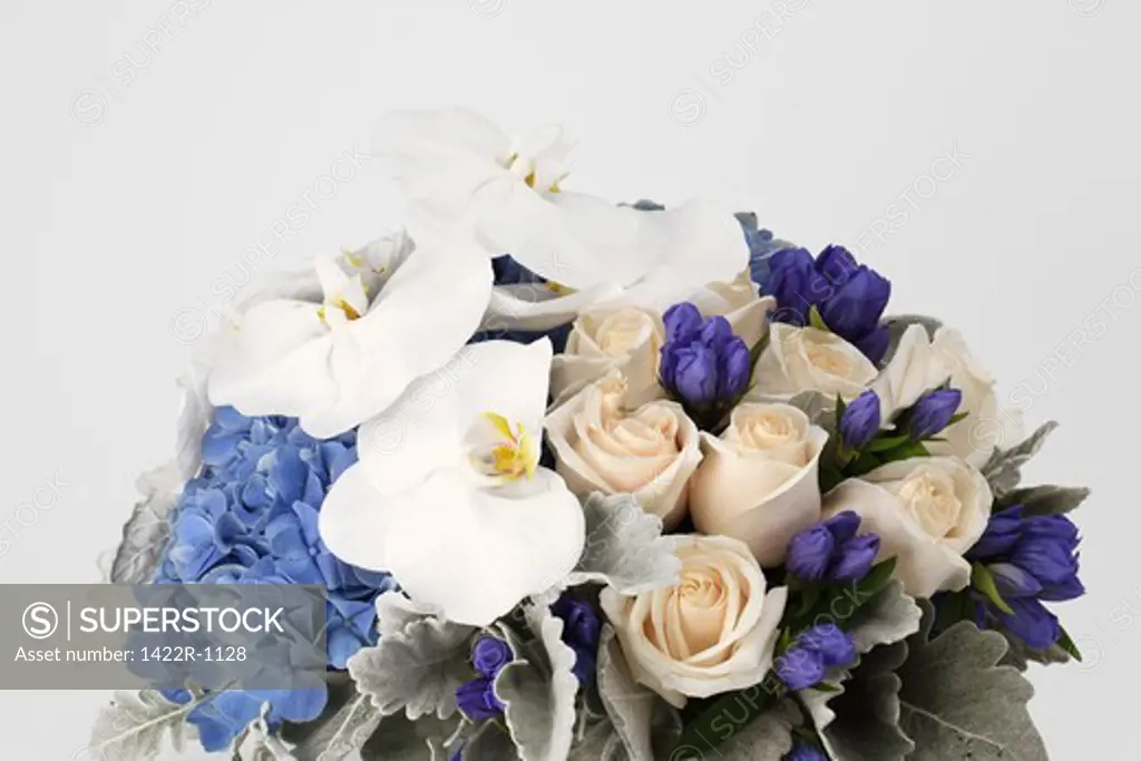 Large bouquet of flowers (cream roses, blue hydrangea, white phalaenopsis and purple buds)
