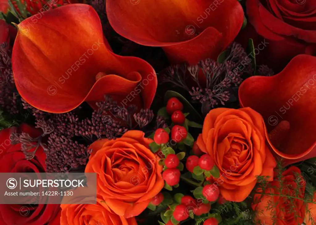 Close-up of bouquet of flowers (red and orange roses, red callas, red proteas and purple sprays)