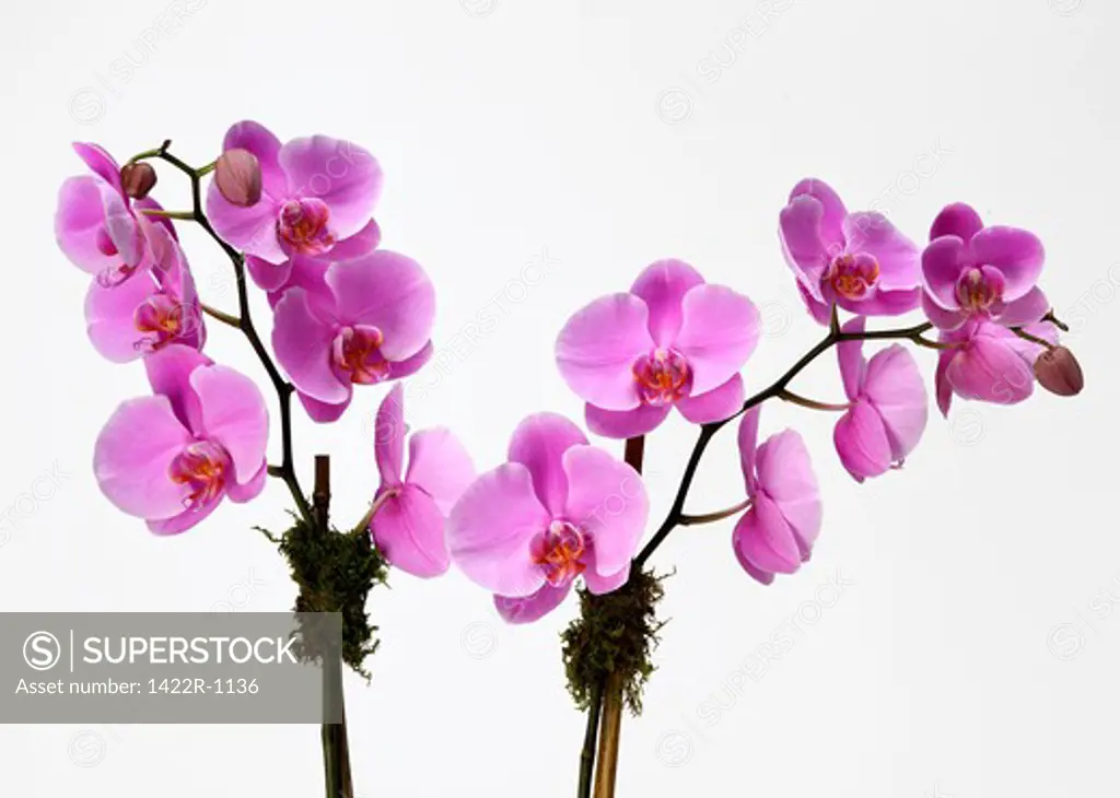 Two flowering pink orchid branches (Pink phalaenopsis)