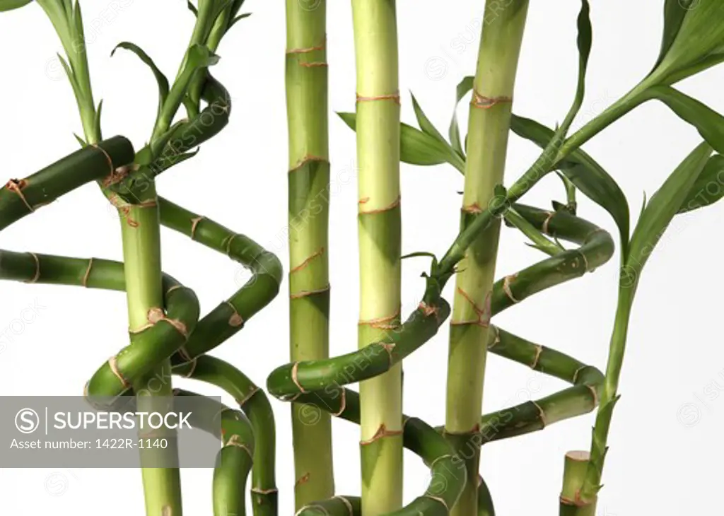 Close-up view of four bamboo stalks with green leaves