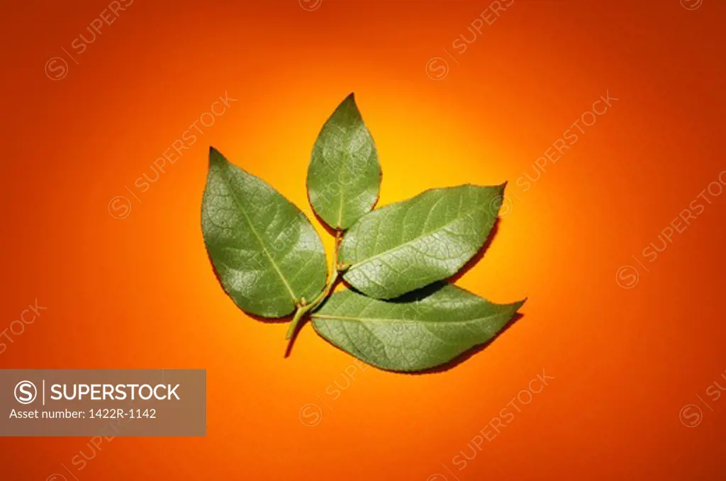 Small branch with four green leaves on orange surface