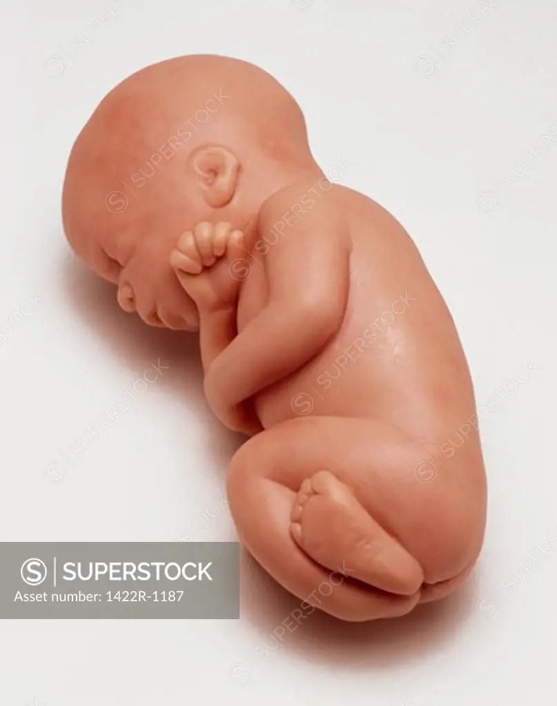 Anatomical model of a baby at seven months