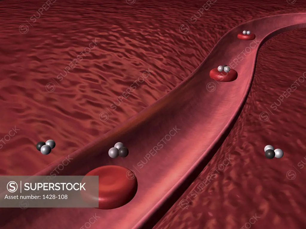 Close-up of red blood cells