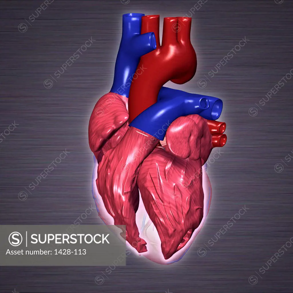 Close-up of a human heart