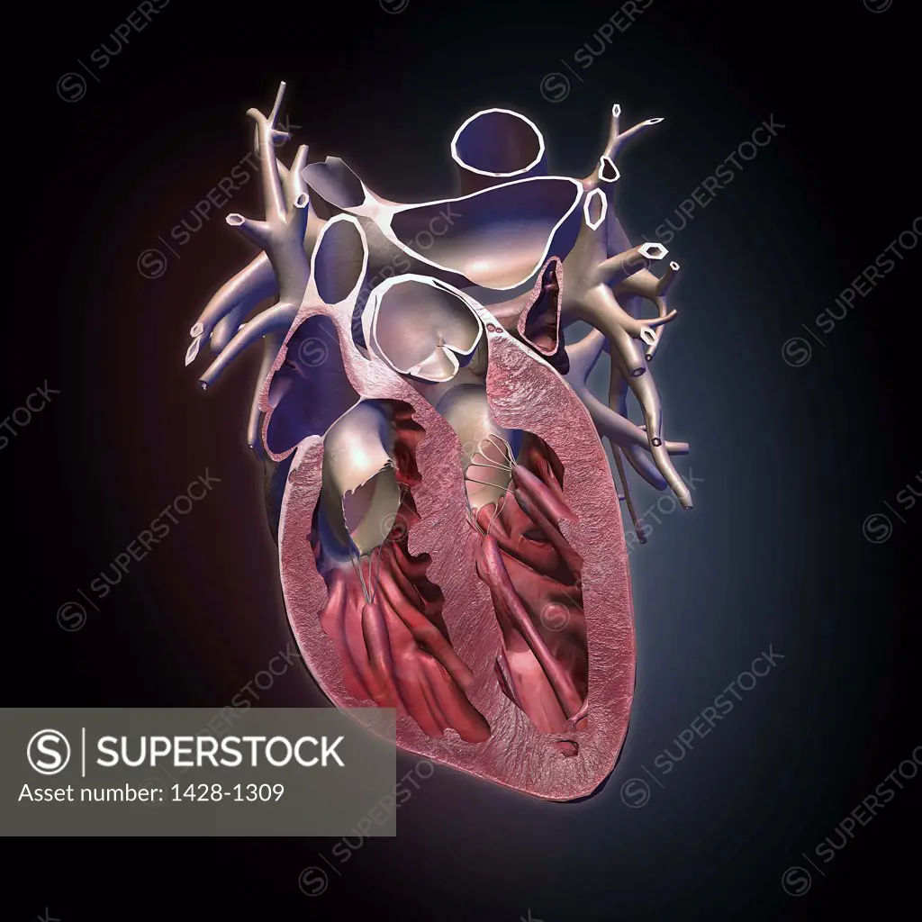 Cross sections of human heart and major vessels on black background