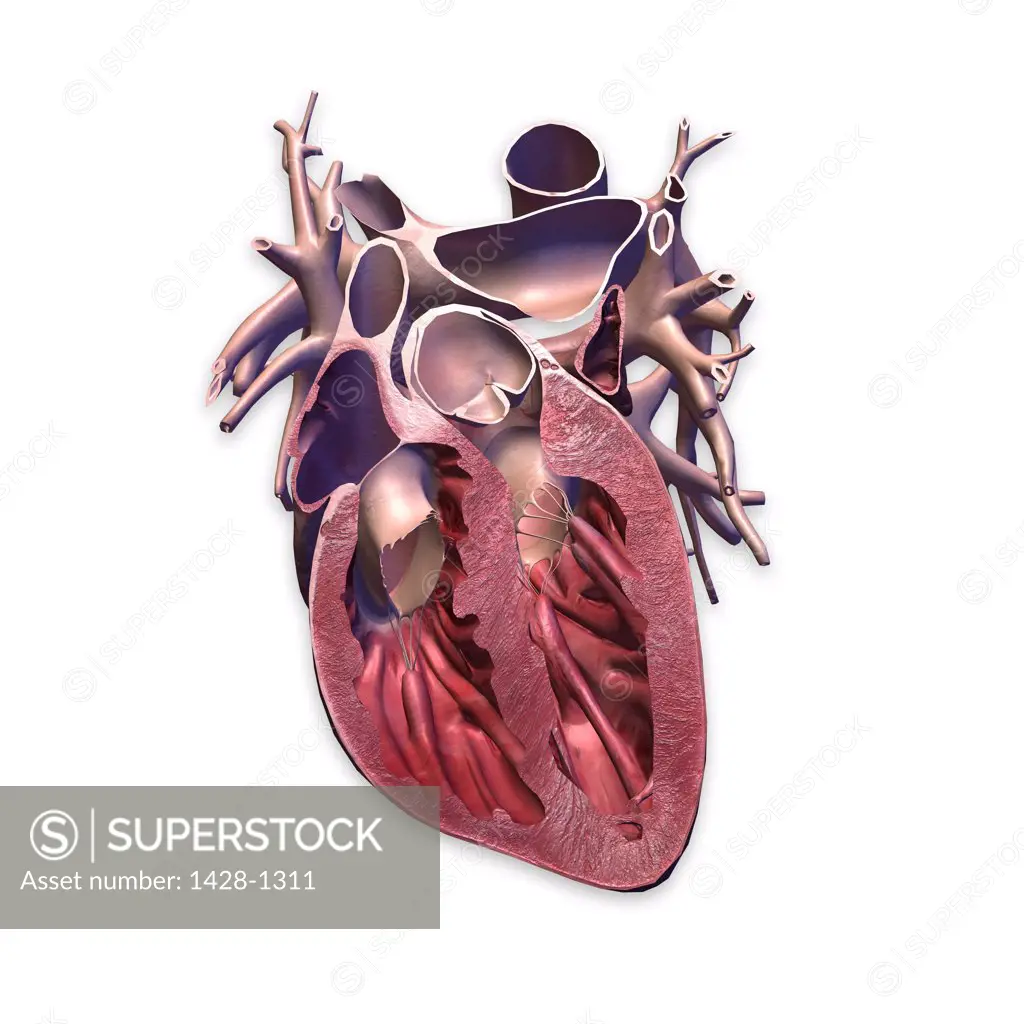 Cross sections of human heart and major vessels on white background