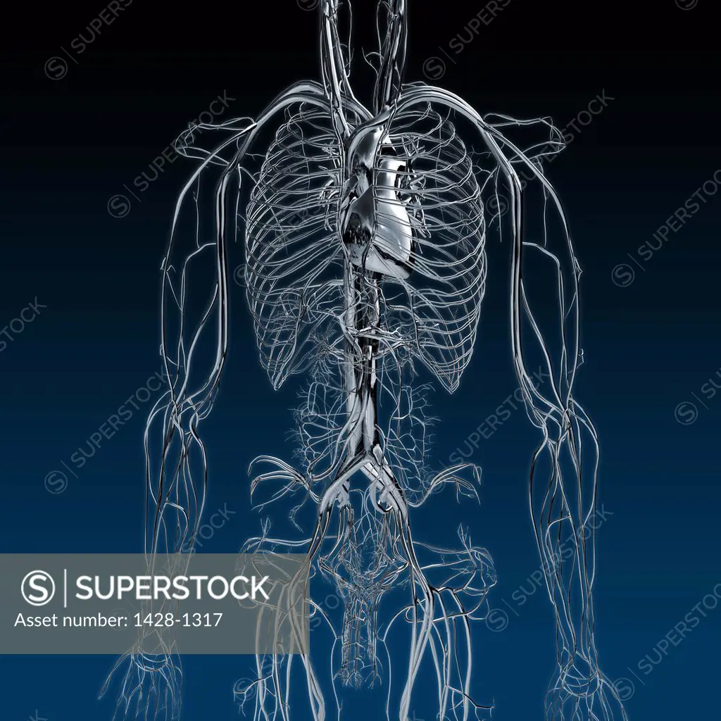Metallic blue chrome torso veins, arteries and lungs on blue background