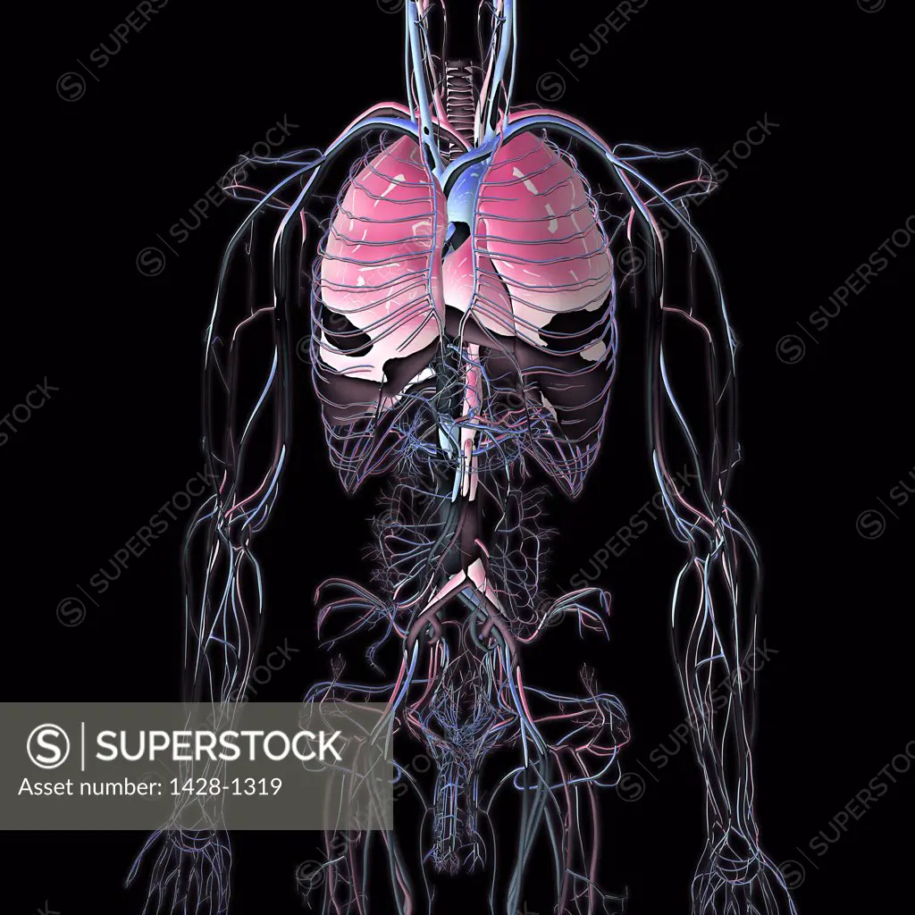 Metallic blue chrome torso veins, arteries and lungs on black background