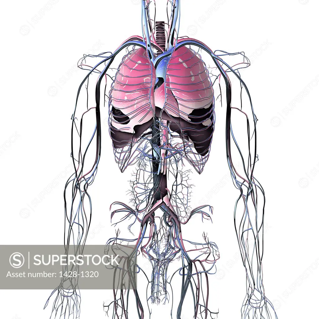 Metallic blue chrome torso veins, arteries and lungs on white background