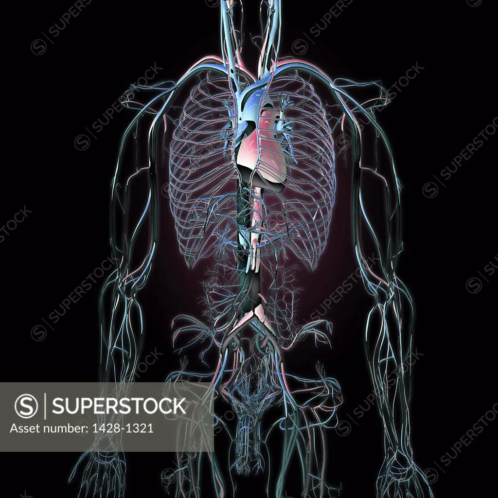 Metallic blue chrome torso veins, arteries and lungs on black background