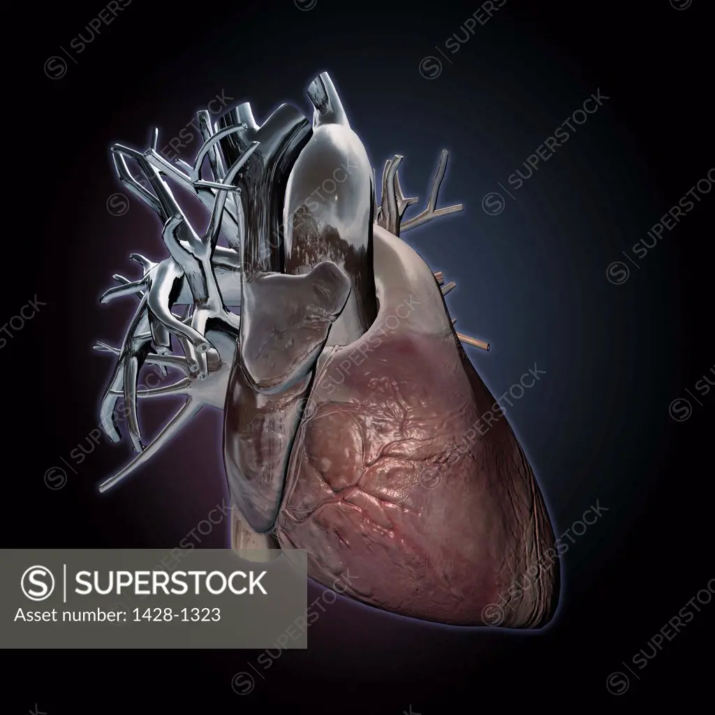 Human heart and major vessels on black background