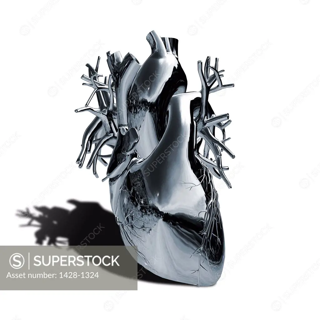 Human heart and major vessels with metallic chrome effect on white background