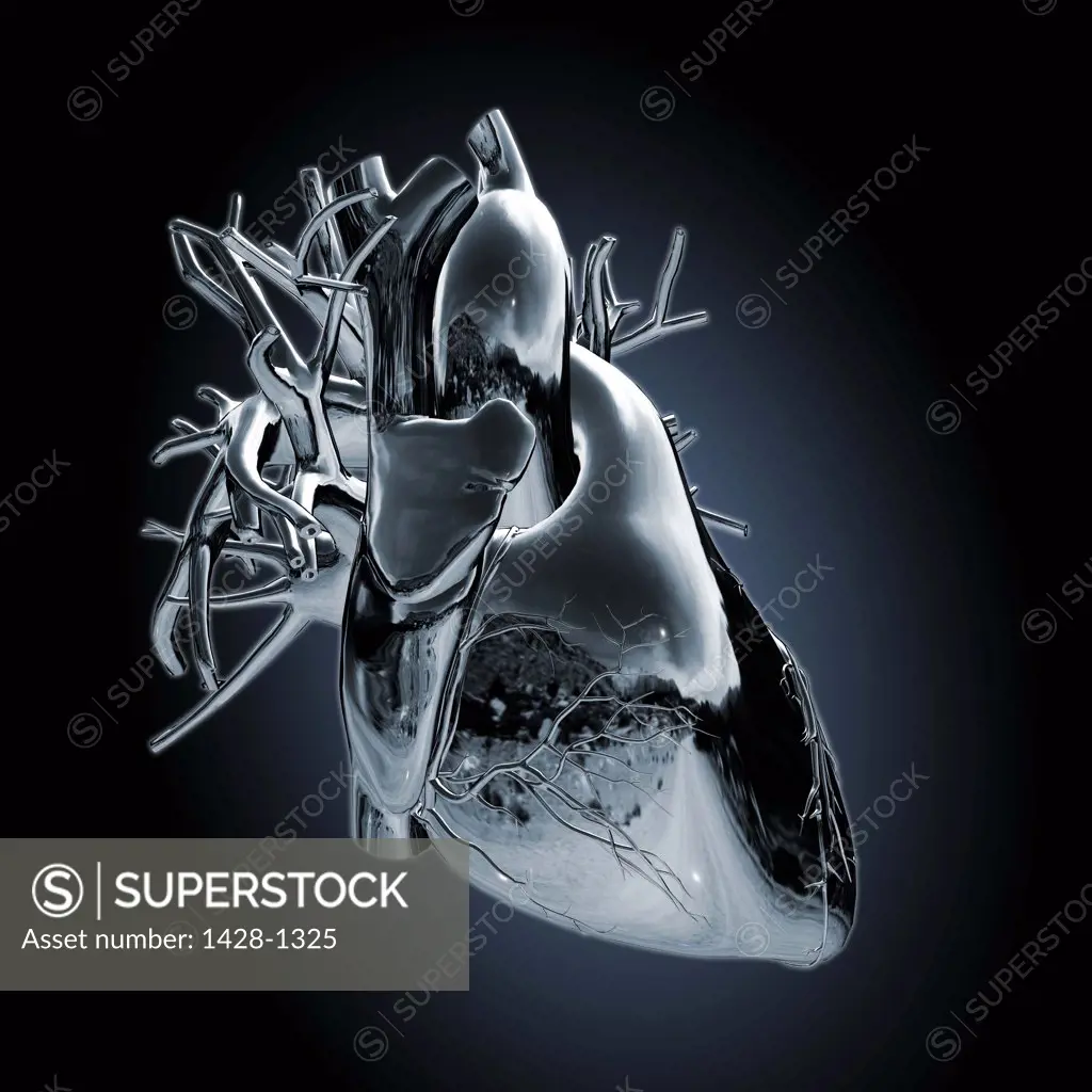 Human heart and major vessels with metallic chrome effect on black background