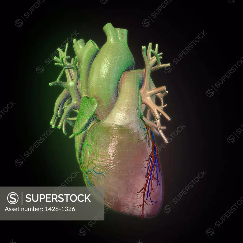 Human heart and major vessels on black background