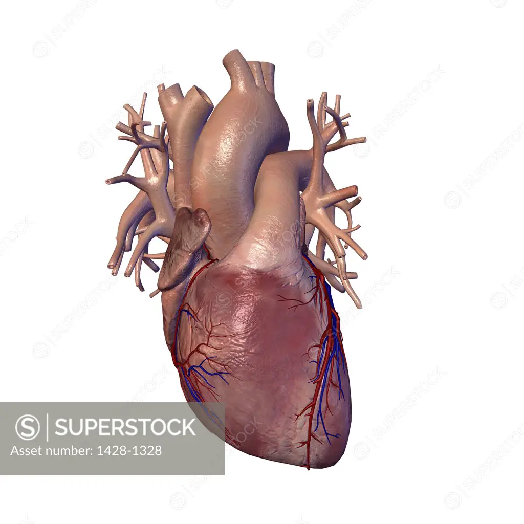 Human heart and major vessels on white background