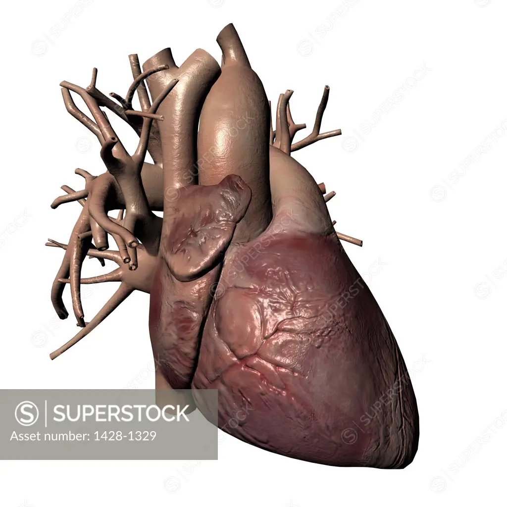 Human heart and major vessels on white background