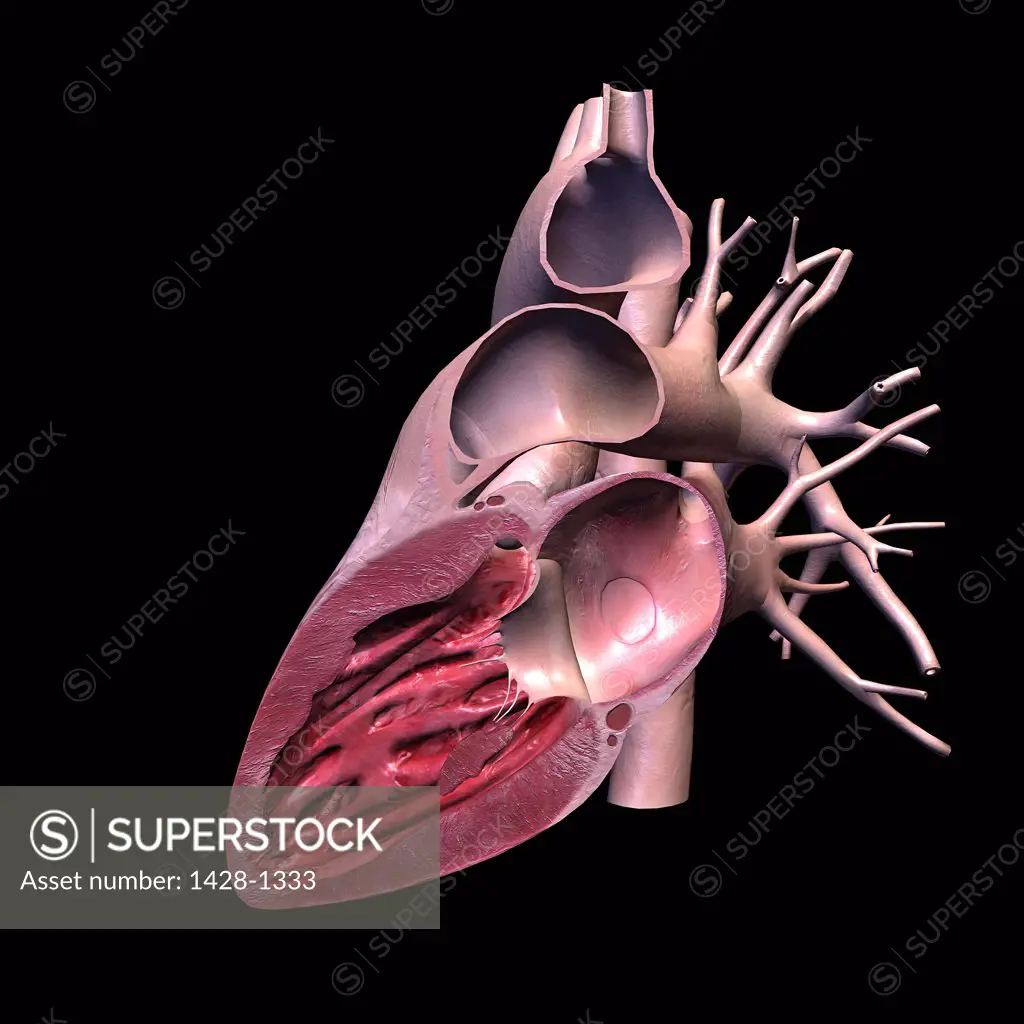 Cross section of human heart on black background