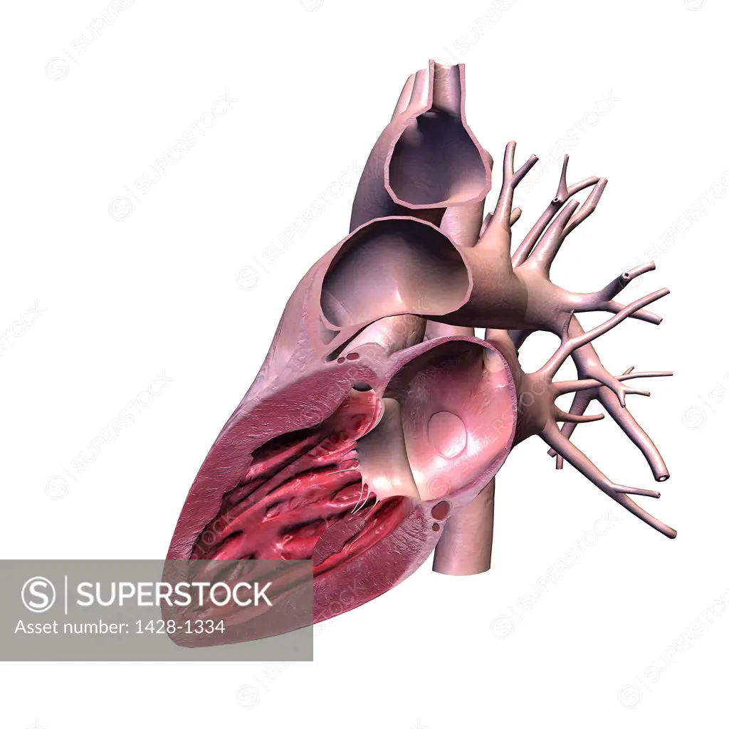 Cross section of human heart on white background
