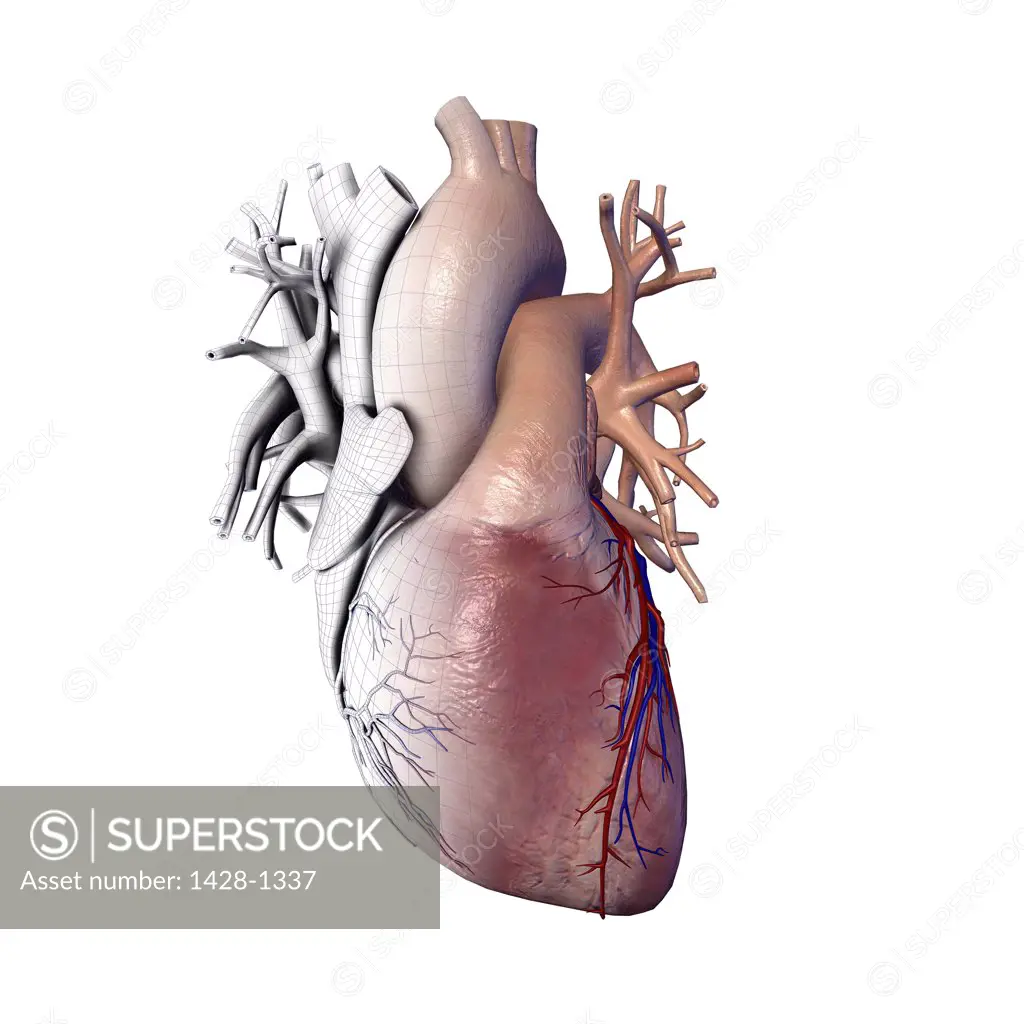 Human heart with wire frame, appearing like frozen mechanical heart on white background