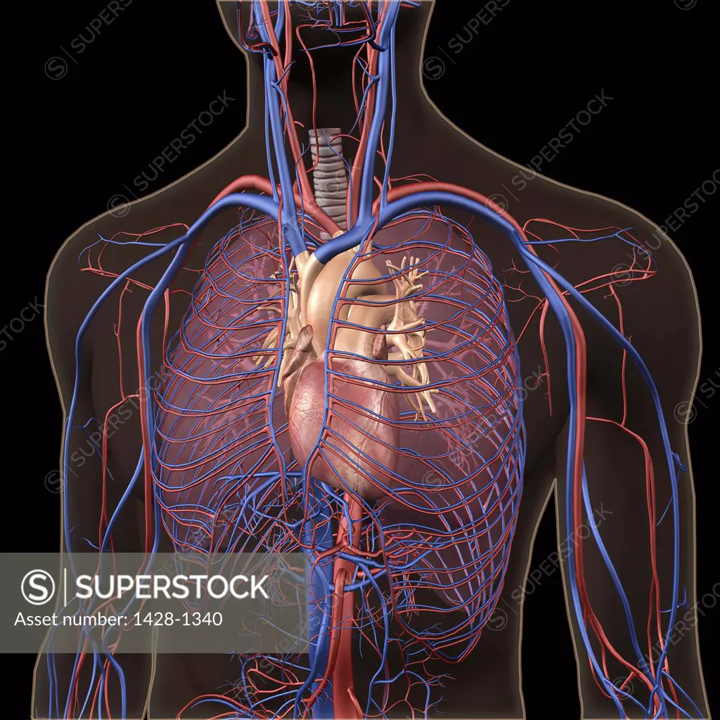 Circulatory System with heart and lungs visible inside transparent man's chest on black background