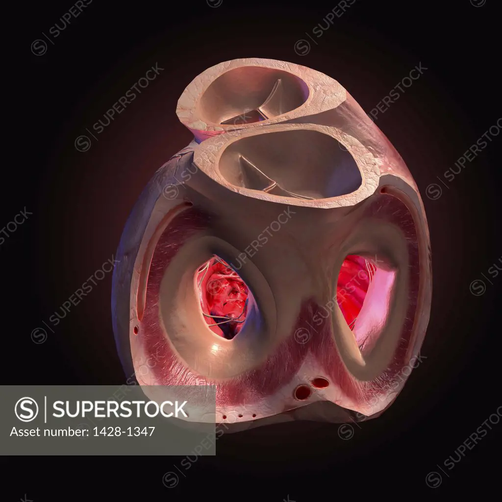 Top view of heart with top half of heart removed, exposing interior of heart anatomy on black background.