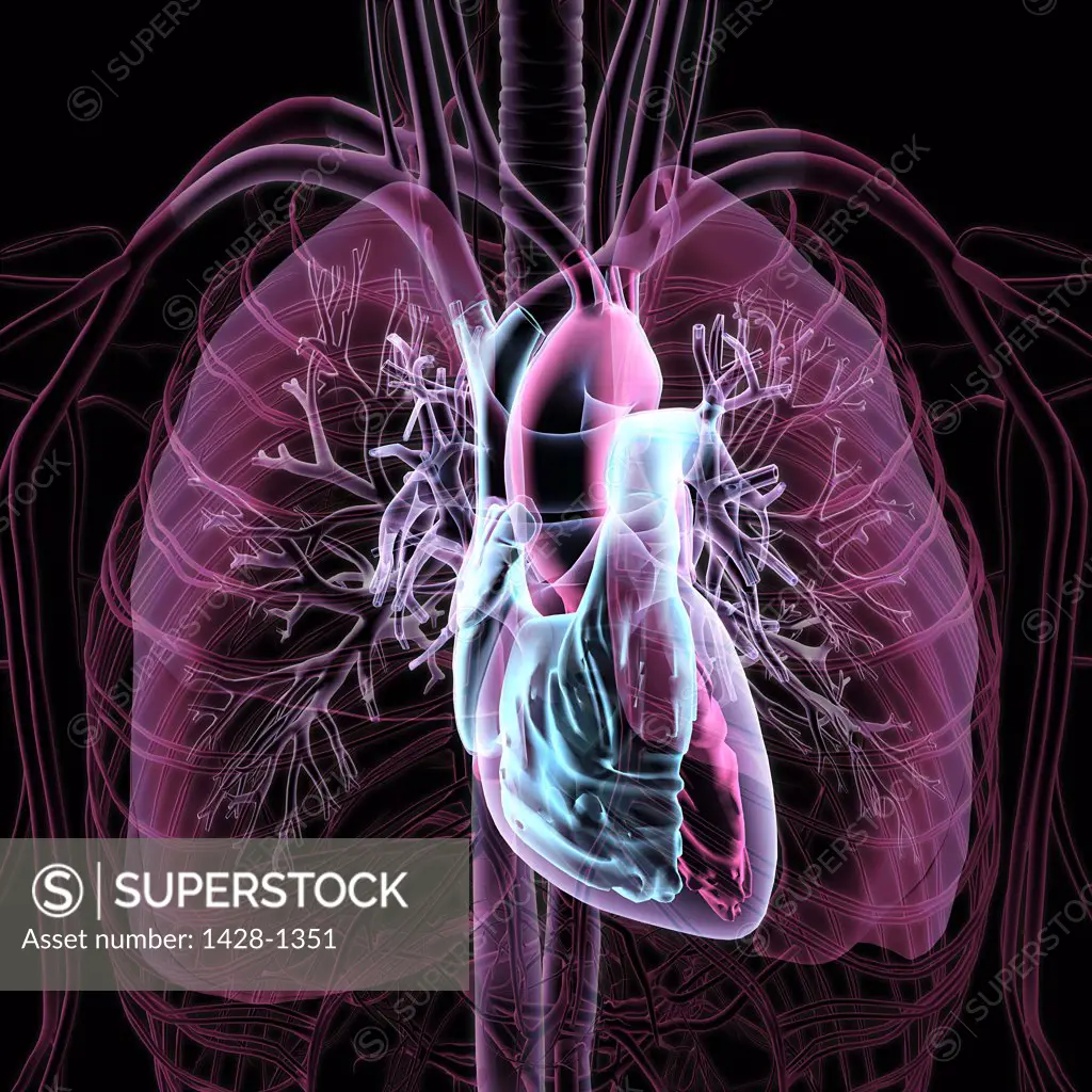 X-ray transparent view of circulatory system, heart, chambers, lungs, bronchial tubes, arteries and veins on black background