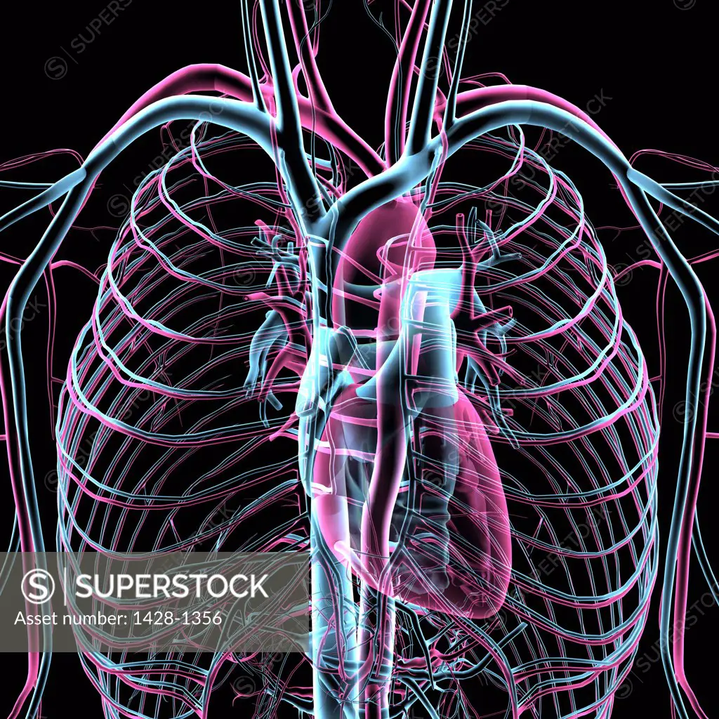 X-ray transparent view of circulatory system, heart, chambers, lungs, bronchial tubes, arteries and veins on black background