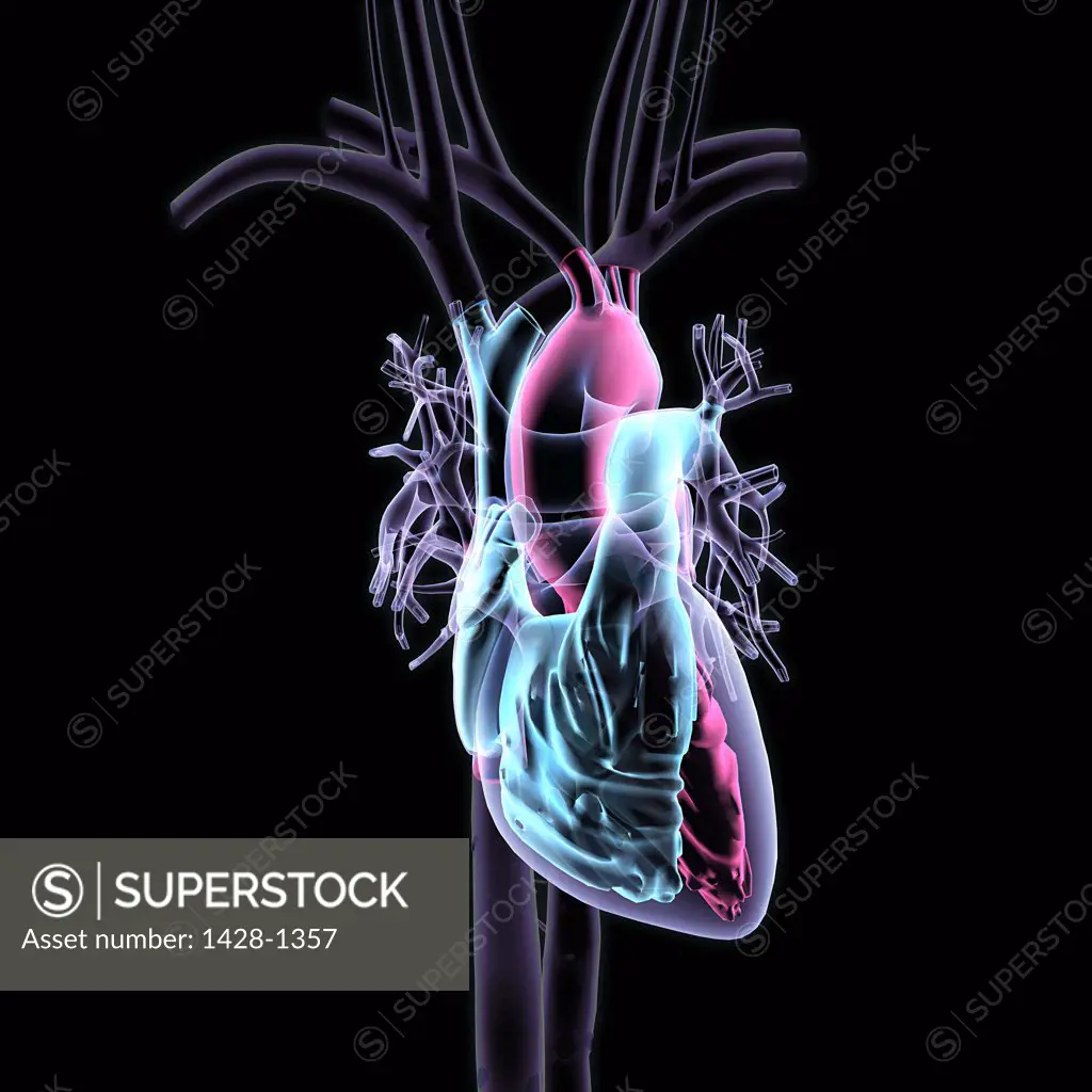 X-ray transparent view of human heart on black background