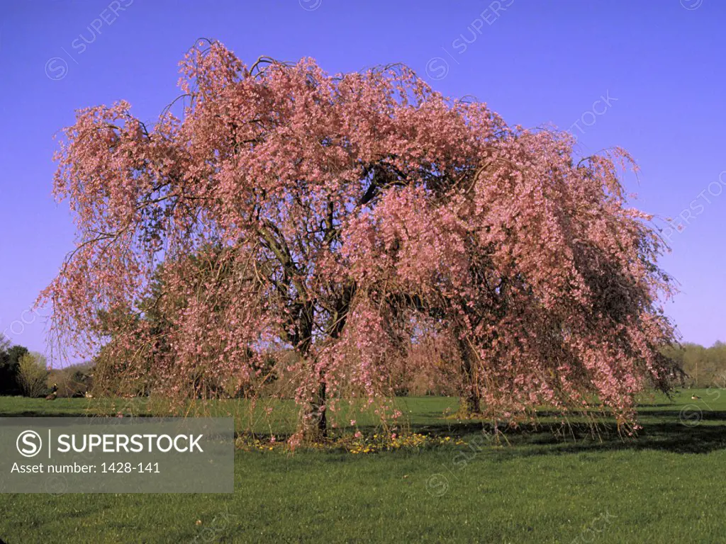 Blossoms on a tree in a field