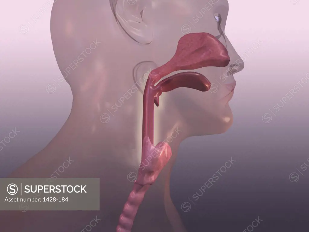 Close-up of a human respiratory system