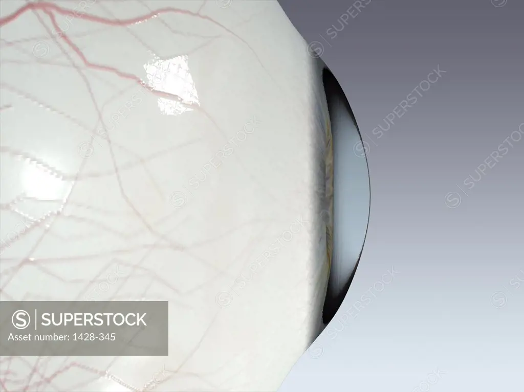 Close-up of the human eyeball