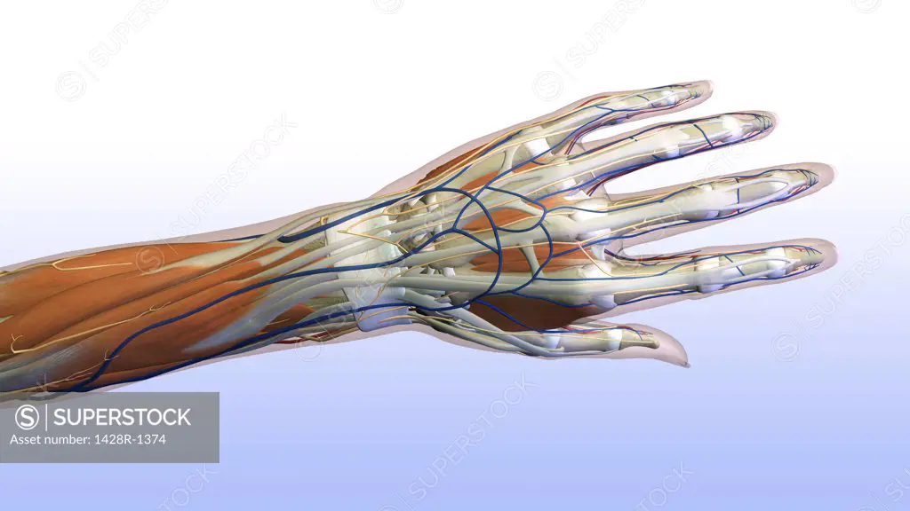 Female hand and wrist anatomy, back, posterior view, Full color on light blue gradient background