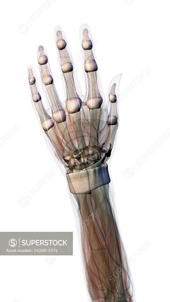 Connective tissue of female hand and wrist anatomy, Female hand and wrist anatomy, back, posterior view, Full color on white background