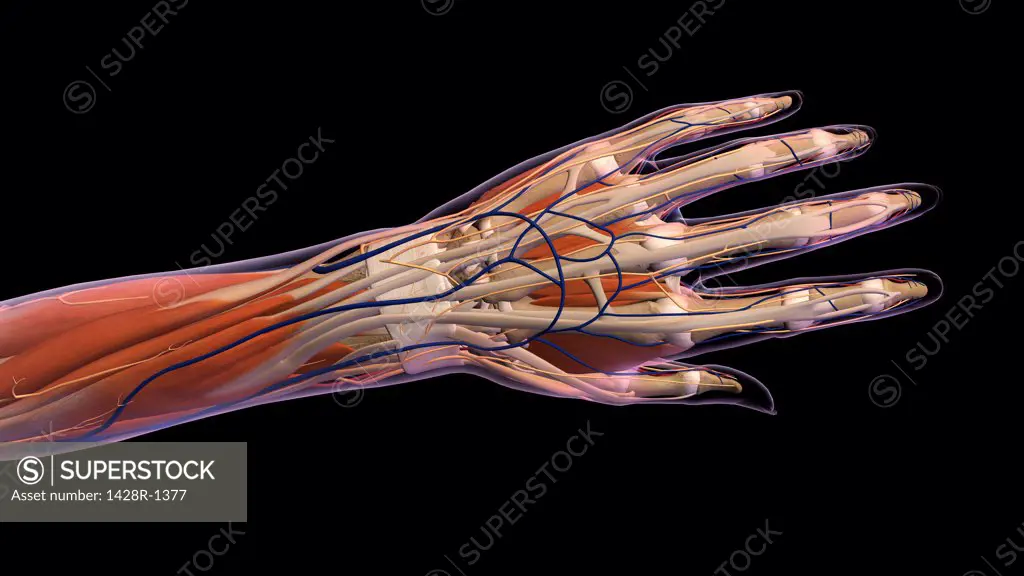 Female hand and wrist anatomy, back, posterior view, Xray outlined skin, Full color on black background