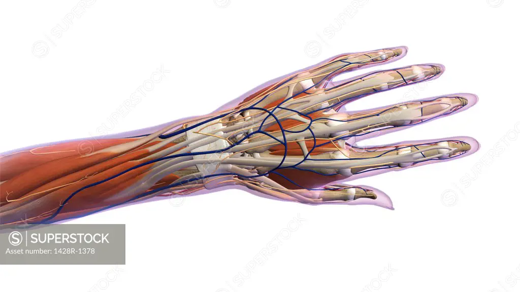 Female hand and wrist anatomy, back, posterior view, Xray outlined skin, Xray outlined skin, Full color on white background
