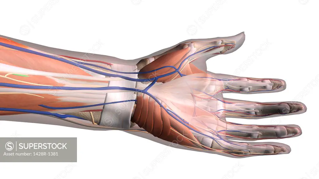 Female palm and wrist, anterior view, Close up, detailed anatomy, full color on white background