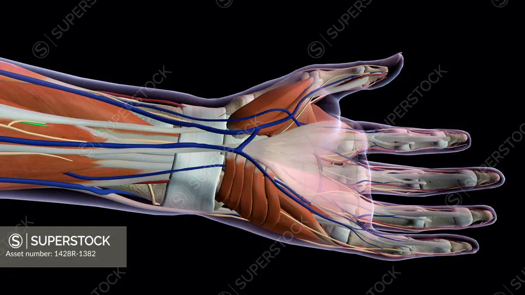 Female palm and wrist, anterior view, Close up, xray skin, detailed anatomy, full color on black background