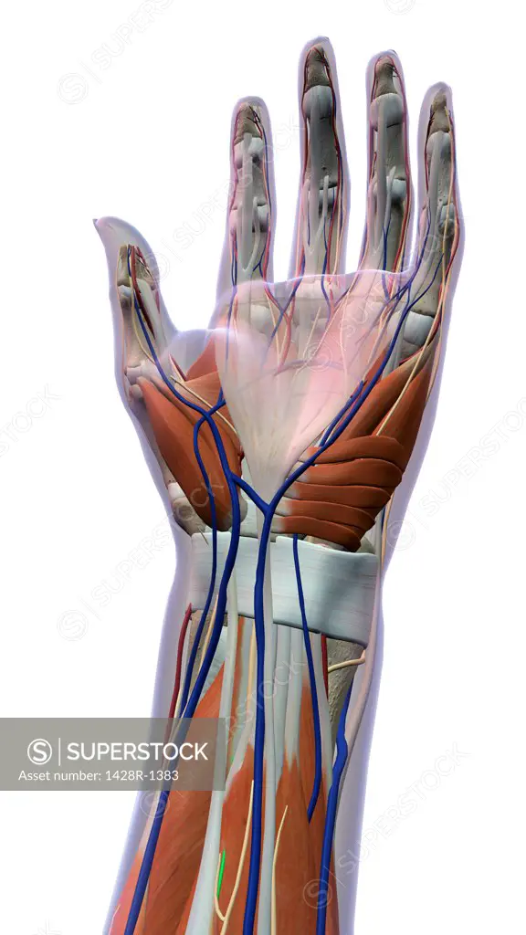 Female palm and wrist, anterior view, Close up, xray skin, detailed anatomy, full color on white background