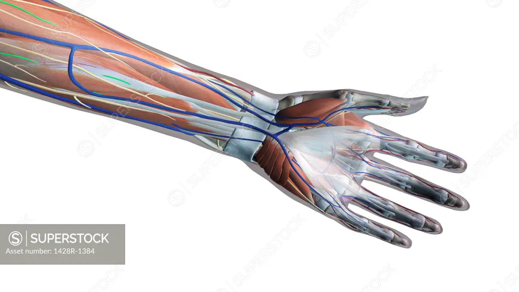 Female palm and wrist, anterior view, Xray skin, detailed anatomy, full color on white background