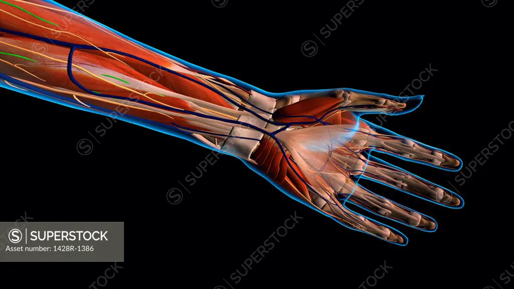 Female palm and wrist, anterior view, xray skin, detailed anatomy, full color on black background