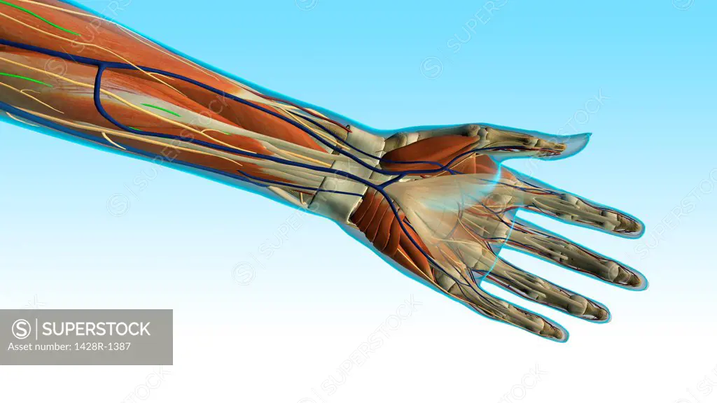 Female palm and wrist, anterior view, xray skin, detailed anatomy, full color on light blue background