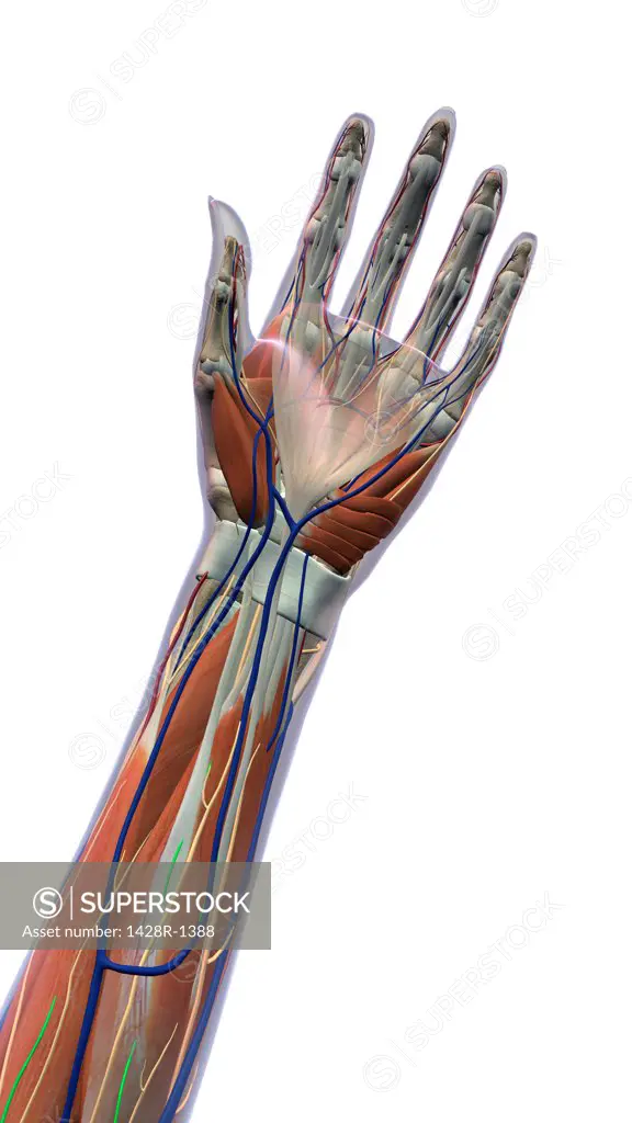 Female palm and wrist, anterior view. xray skin, detailed anatomy, full color on white background