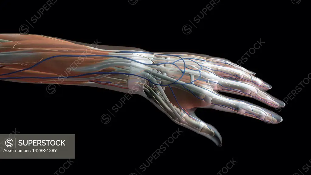 Female thumb, fingers and wrist anatomy, back, posterior view, full color on black background